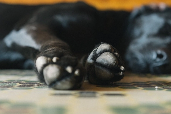 Sleeping dog showing its paws